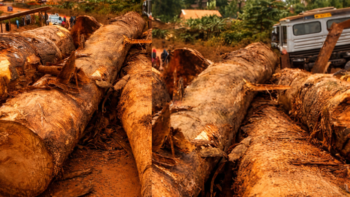 Tragic Timber Truck Accident in Western Region Claims 30 LivesPenyablogmedi_20260116_203500_0000