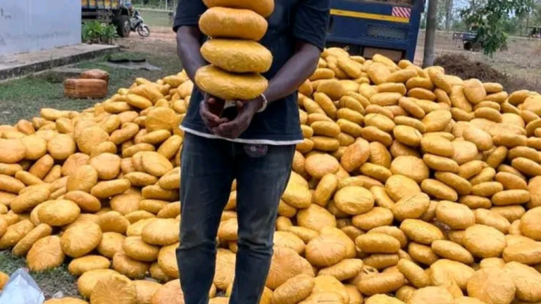 Driver Arrested for Allegedly Transporting 4,000 Parcels of Suspected Indian Hemp at Dambai