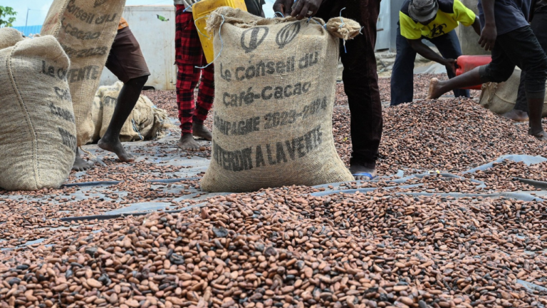 Government Reduces Cocoa Producer Price from GH¢3,625 to GH¢2,587 Per Bag